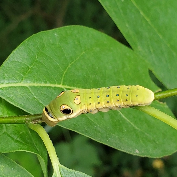 💚 Hi. I'm Jules. Love glitter, butterflies, green - Picture 8 of 16